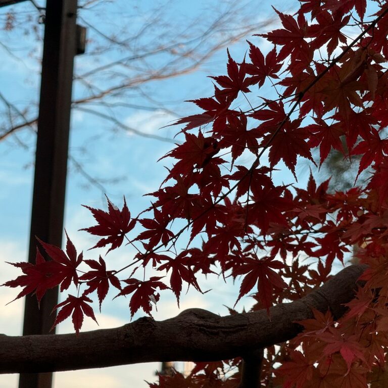 SATO