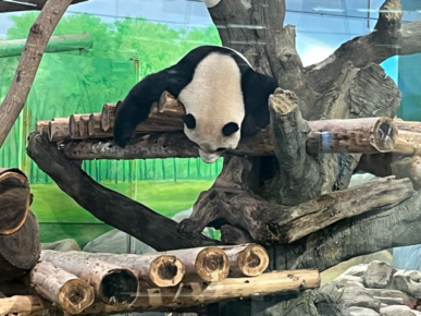 台北市動物園のパンダ