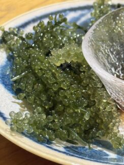 海ぶどう